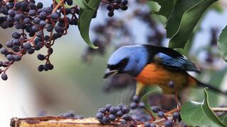 Animal breed - id | Trending HD Video
