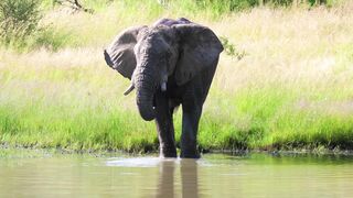 Animal breed - id | Trending HD Video