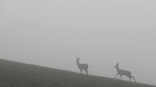 Animale - id | Trending HD Video