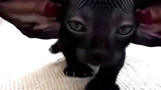 Black cat of unknown breed #funny #cat #animal