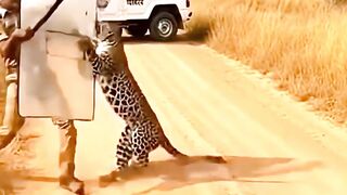 Furious Leopard Charges Ranger #shocking #leopard #ranger