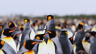 Animal breed - id | Trending HD Video