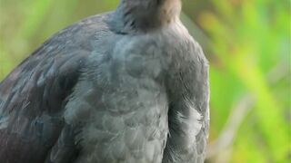 Stuffed Animal - id | Trending HD Video
