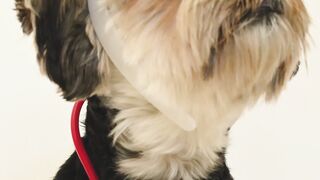 Funnyfuzzy - dog wearing a nurse costume | Trending HD Video