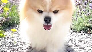 That’s just my baby dog #dog #pomeranian