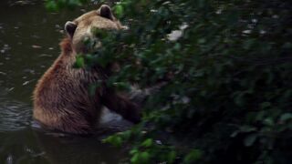 Stuffed Animal - id | Trending HD Video