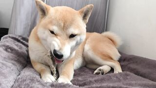 Funnyfuzzy - id | Trending HD Video