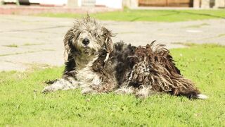 Animal breed - id | Trending HD Video