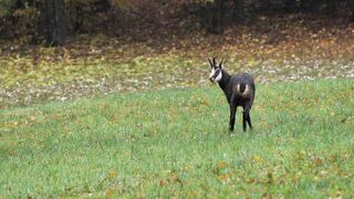 Animal breed - id | Trending HD Video