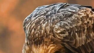 Animale - id | Trending HD Video