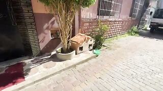 This mother cat is happy because she has friendly kittens and takes good care of them.