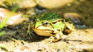 Animal breed - id | Trending HD Video