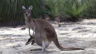 Animal - id | Trending HD Video