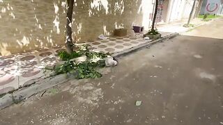 Pregnant Siamese cat and her friends are very sweet and ask for food nicely.