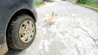 Two cute kittens, one shy and the other demanding love and food.