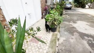 The mother cat's fear for her kittens caused her to steal them from me during treatment.