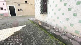 Ginger the cat greeted me with her beautiful dances of delicious food.