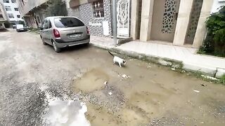 Feed a group of stray cats who were very hungry and give them love too.