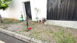 Calico the cat comes to us after seeing us next to her house of cards.