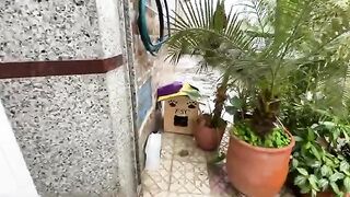 In this wooden house, the mother cat and her kittens need cover for warmth and food.