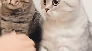 Cats vs boy's ????????cats are better than boys????✅