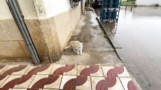 These cats know we'll come even if it's raining.