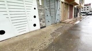 This friendly cat came to us in this rainy weather asking for food.