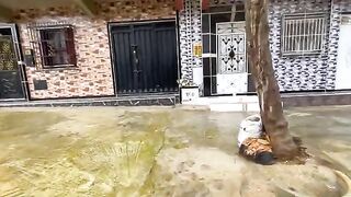 Feed and play with three cute teenage kittens..
