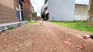 The Siamese cat is very calm and does not want to play, but only eats.