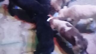 Cute baby dogs taken milk