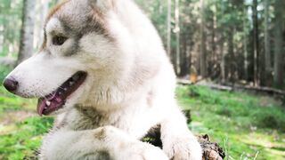 Animal breed - id | Trending HD Video