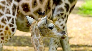 Stuffed Animal - id | Trending HD Video