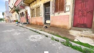 A tuxedo cat that eats crumbs from the floor needs love and food.