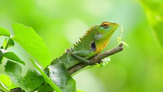 Animal breed - id | Trending HD Video