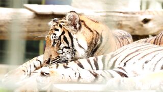 Stuffed Animal - id | Trending HD Video
