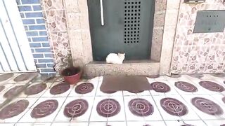 This beautiful cat became even happier when you brought him his food box