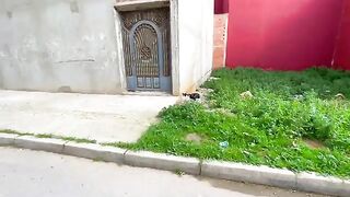 This cute cat was very hungry and was eating leftover spaghetti.