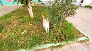 When the food box was brought, these cute cats became more active.