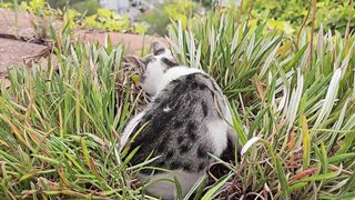 Funnyfuzzy - id | Trending HD Video