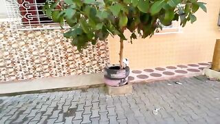 This adorable mother cat is clean and takes care of her kittens.