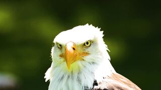 Animale - id | Trending HD Video