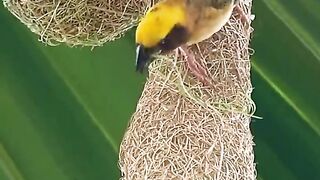 Bird...