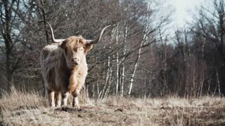 Animal breed - id | Trending HD Video