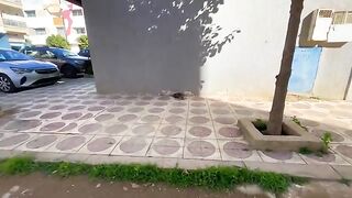 This little kitten plays like a little baby and needs lots of love and food.