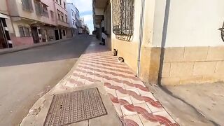 The calico cat and her friend greeted us with love and affection because they were very hungry.