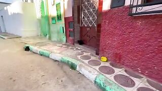 Bagheera the cat is trying to adapt to the street after being abandoned.