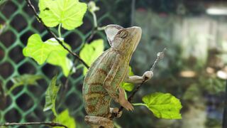 Animal breed - id | Trending HD Video