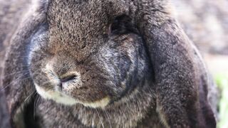 Funnyfuzzy - id | Trending HD Video