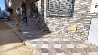 Two cute cats are waiting for the couple to give them food and love.
