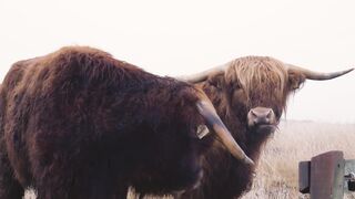 Animale - id | Trending HD Video